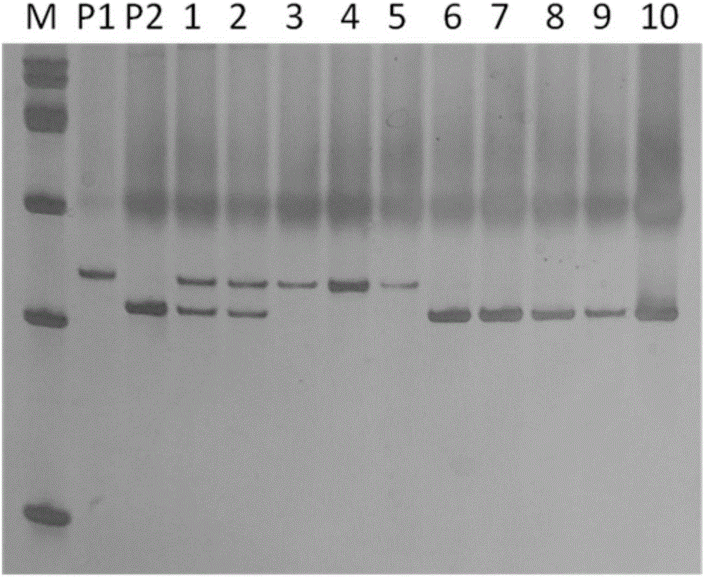 Molecular marker interlocked with pepper cucumber mosaic virus disease resistance gene qcmv-2-1 and application of molecular marker