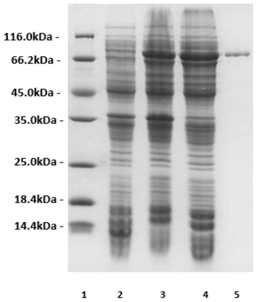 Streptomyces-sourced broad-spectrum polysaccharide degrading enzyme rAly16-1 as well as coding gene and application thereof