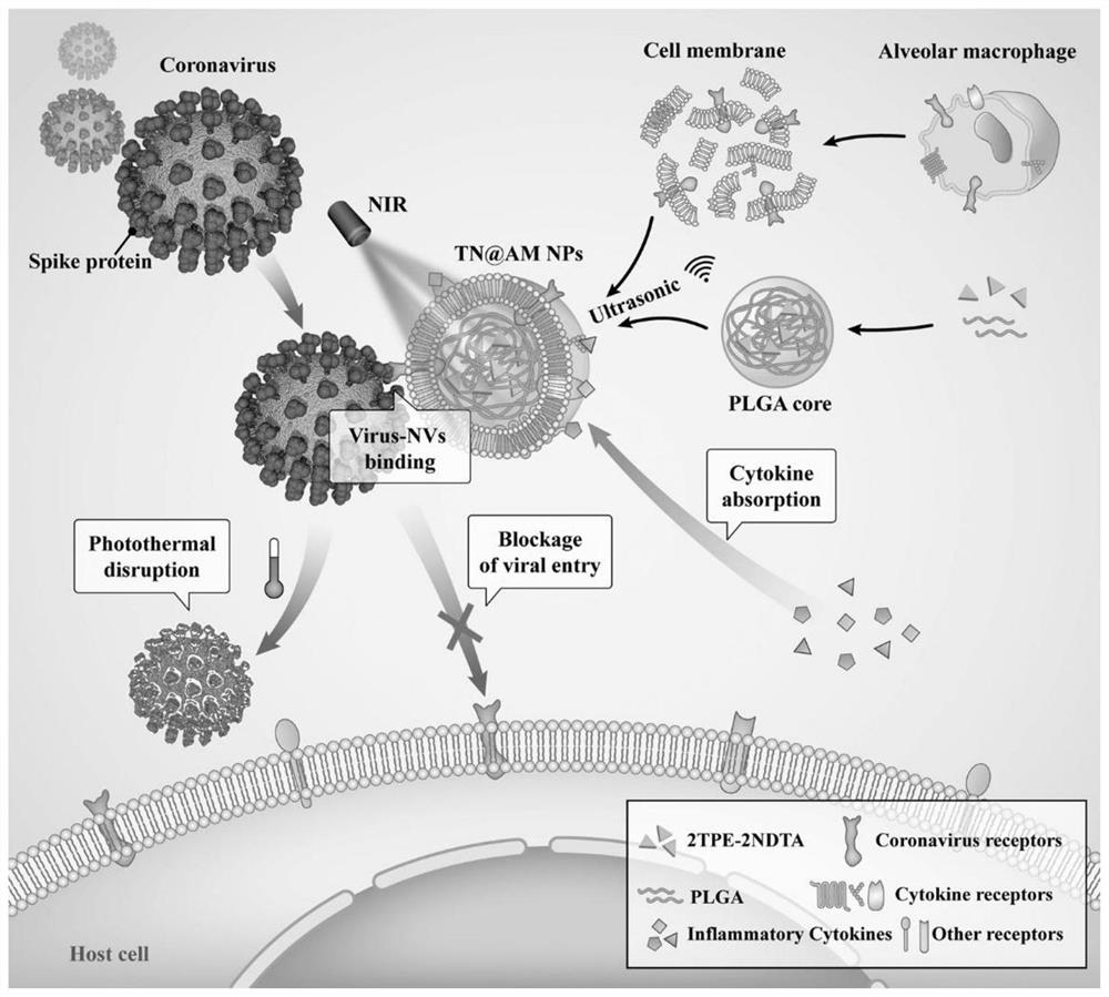 Alveolar macrophage-like multifunctional nanoparticle loaded with aggregation-induced emission photothermal material and preparation method and use of alveolar macrophage-like multifunctional nanoparticle