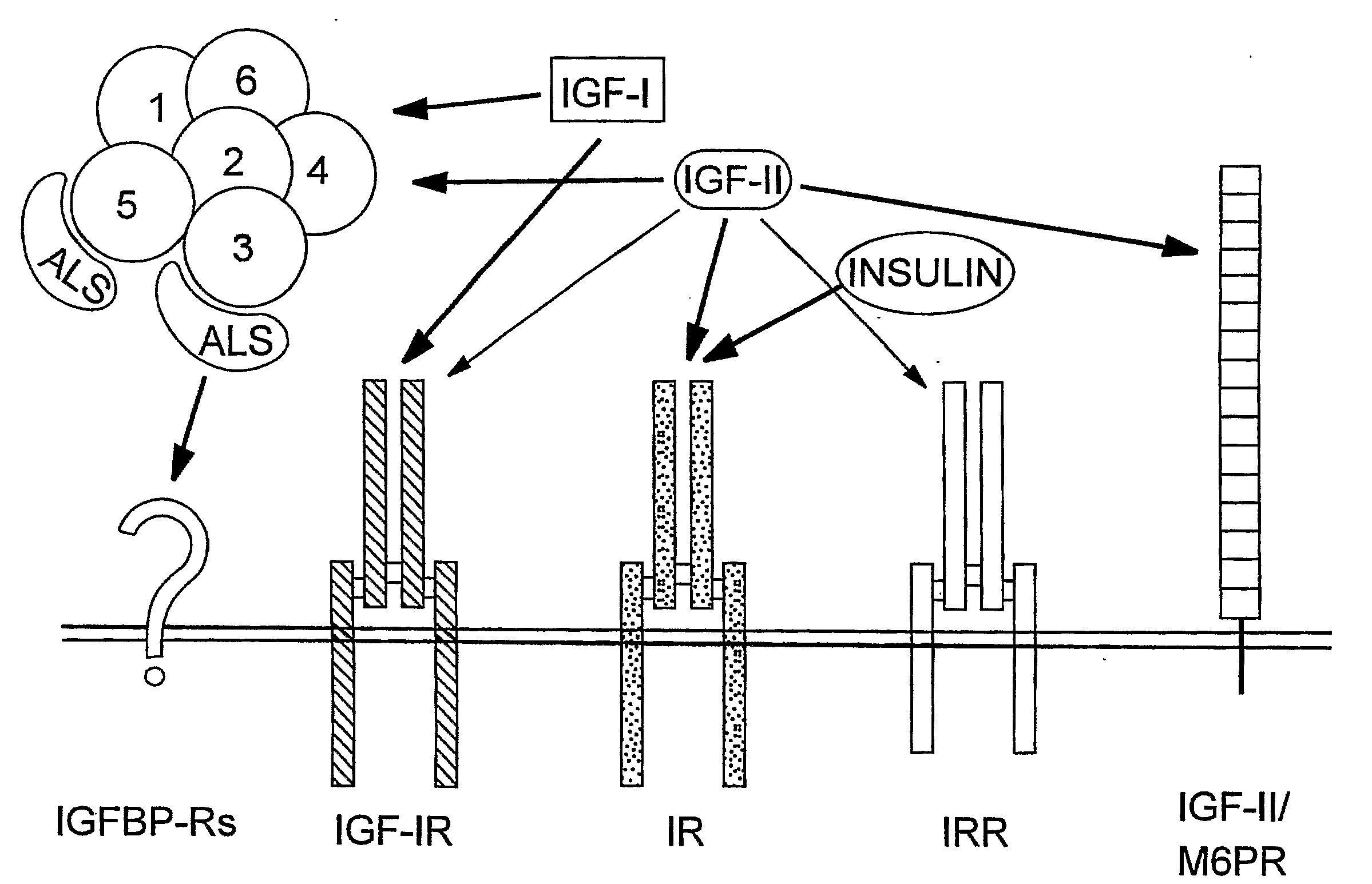 Human Monoclonal Antibodies that Specifically Bind Igf-II