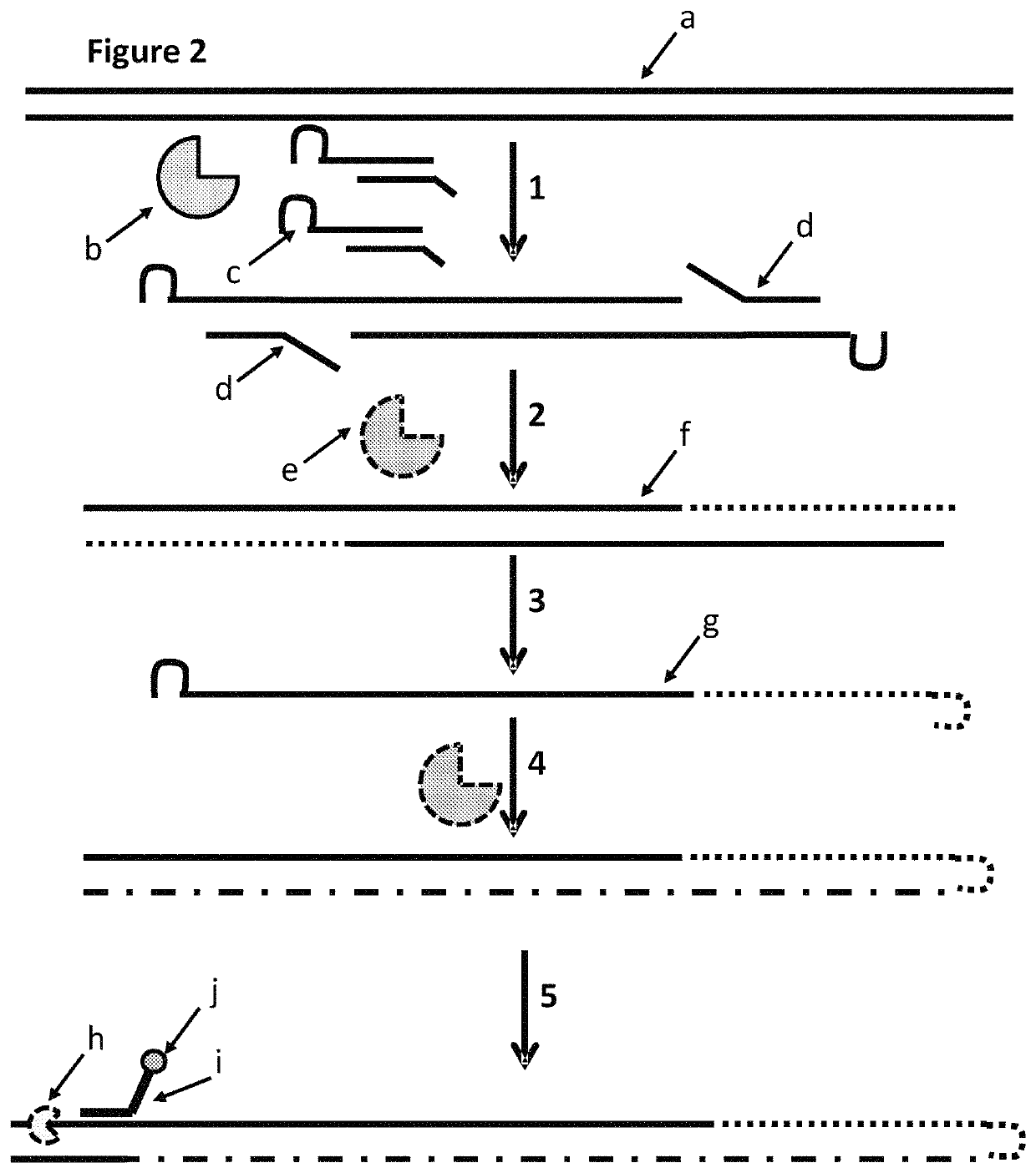 Method for modifying a template double stranded polynucleotide using a MuA transposase