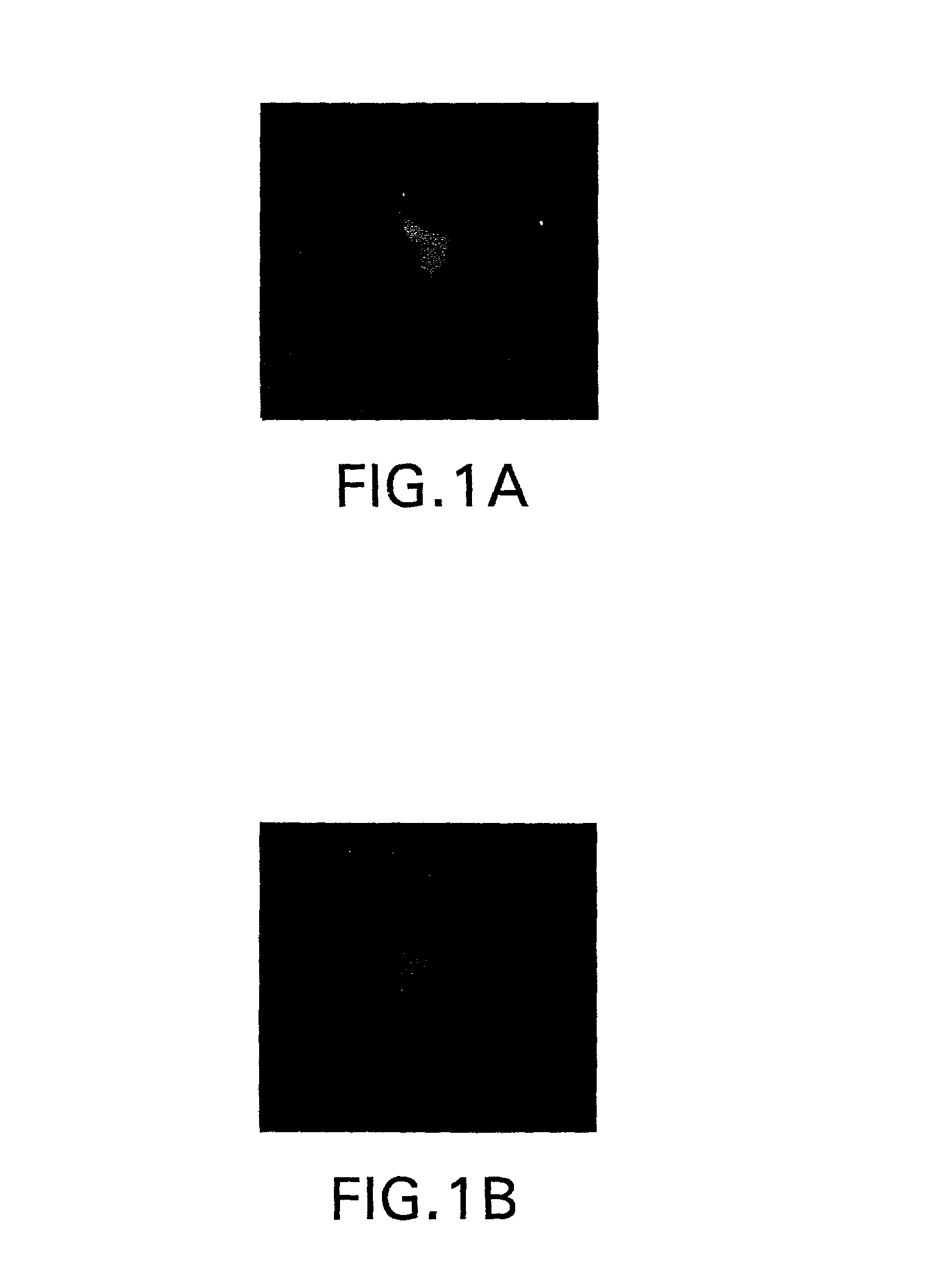 Compositions and methods for delivery of an agent using attenuated Salmonella containing phage