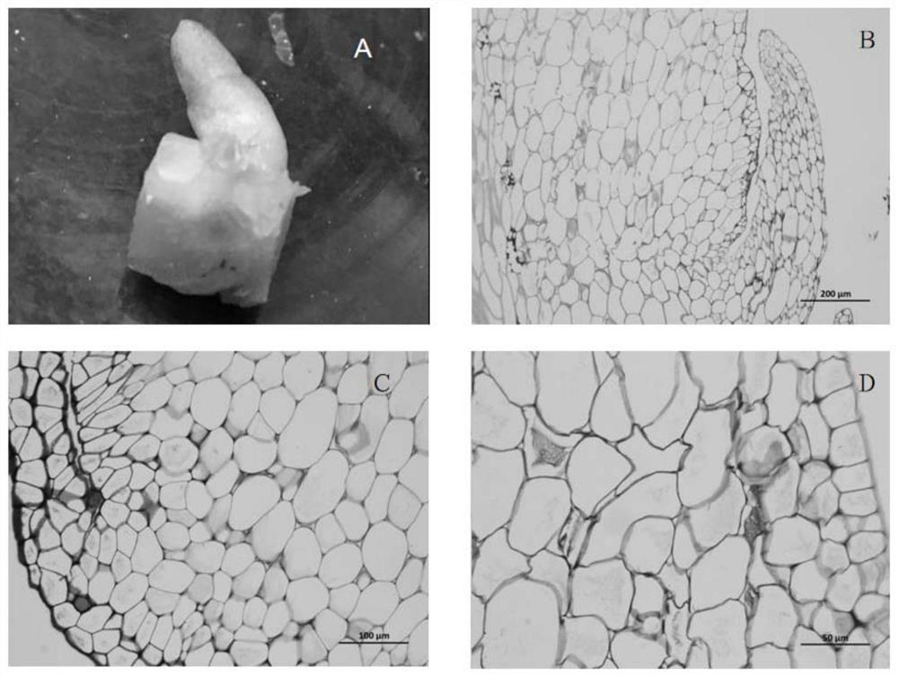 An optimized method for making paraffin sections of different floral tissues of Phalaenopsis