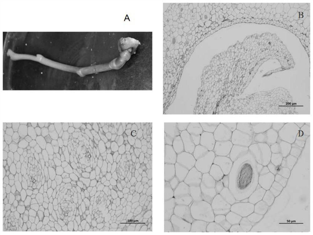 An optimized method for making paraffin sections of different floral tissues of Phalaenopsis