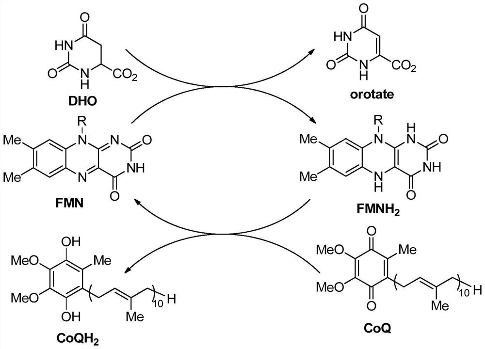 DHODH inhibitor of anti-RNA virus drug and application of DHODH inhibitor