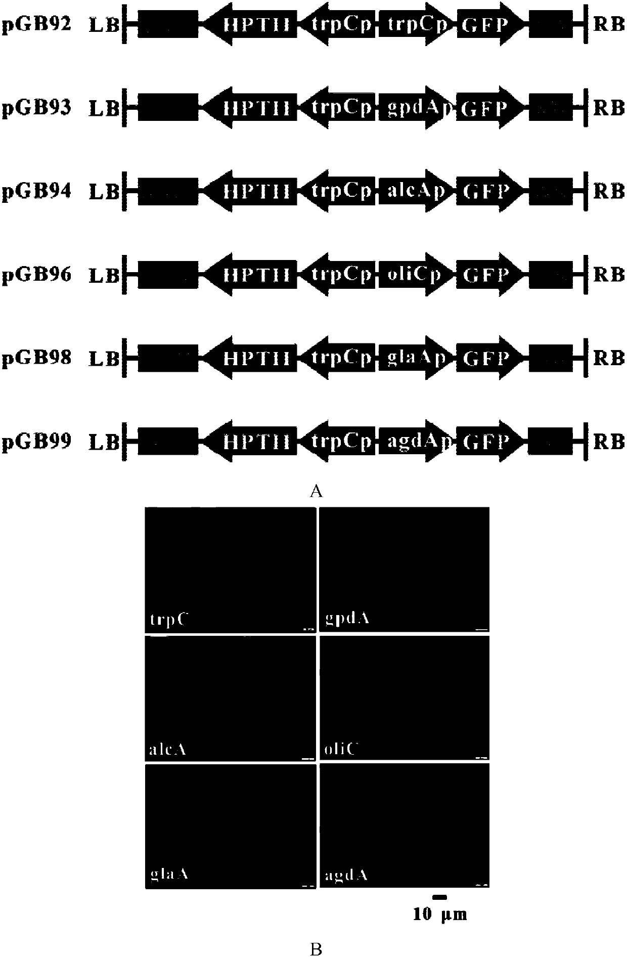 Taxadiene overexpression vector and application thereof