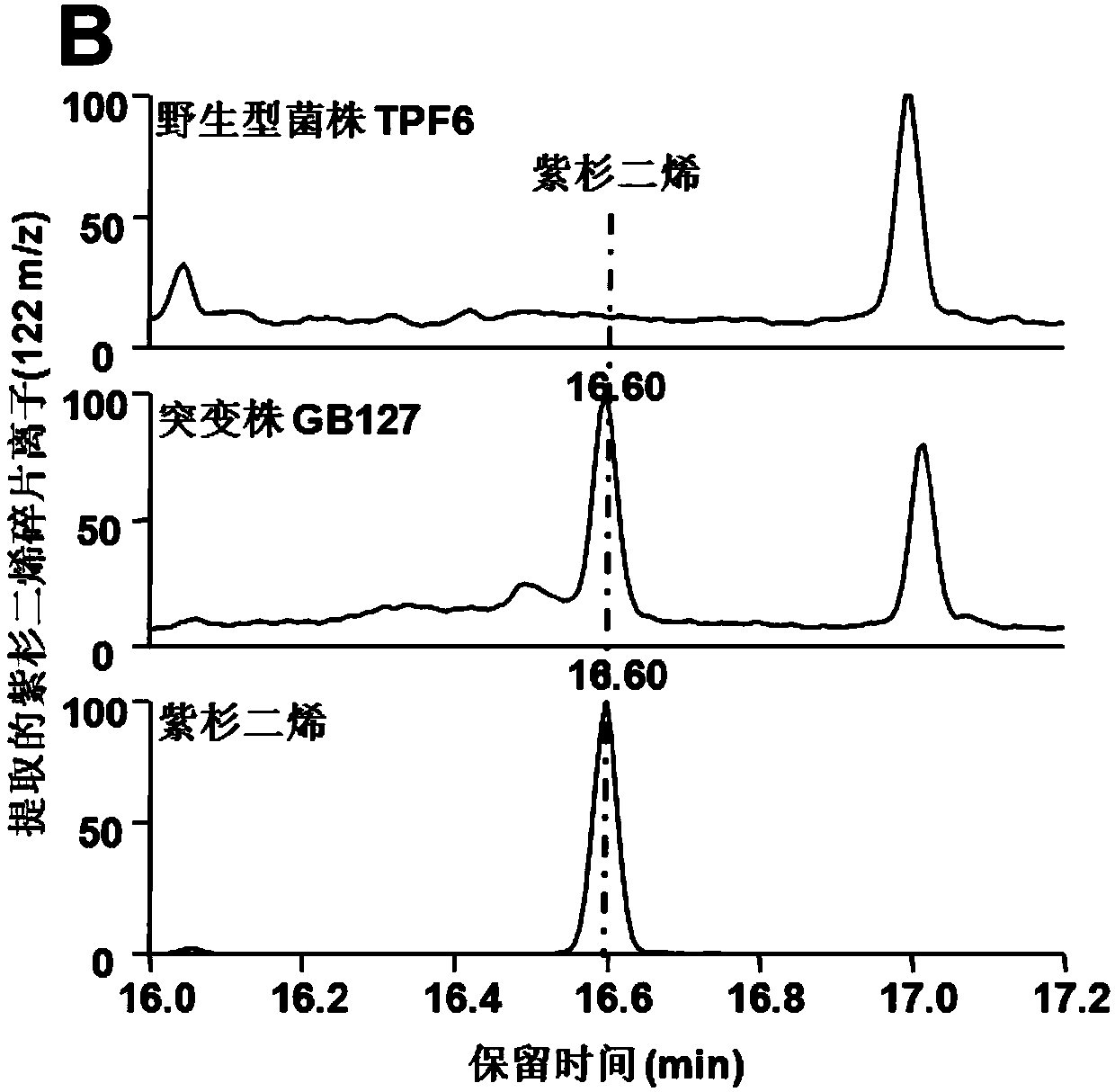 Taxadiene overexpression vector and application thereof