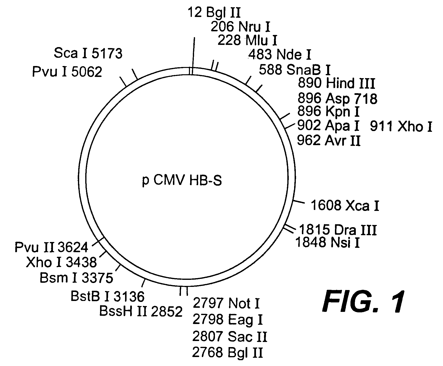Nucleotide vector, composition containing such vector, and vaccine for immunization against hepatitis