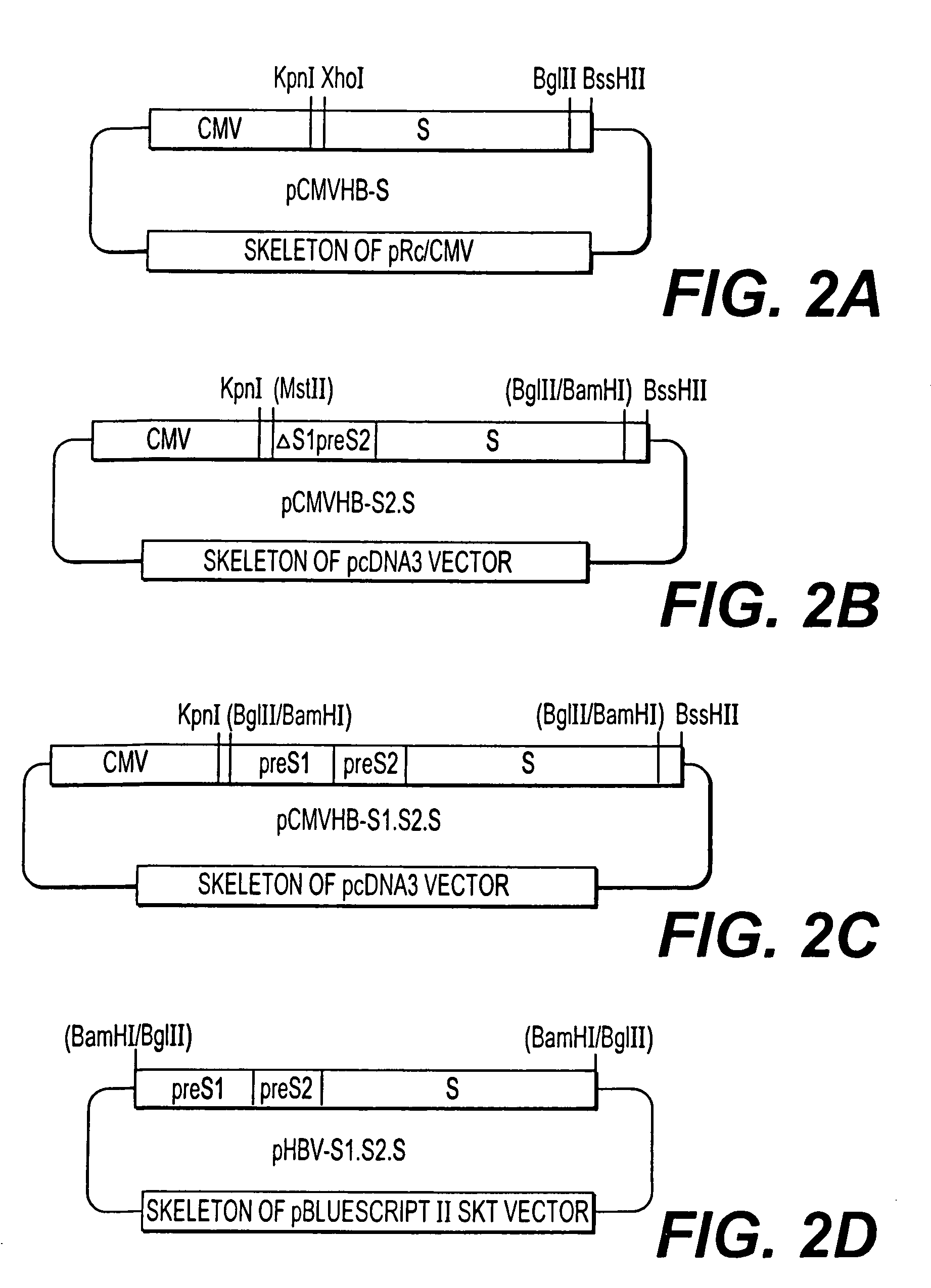 Nucleotide vector, composition containing such vector, and vaccine for immunization against hepatitis