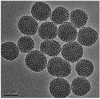 Double aptamer modified mesoporous silica targeted drug-loading nanoparticle