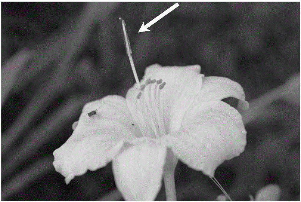 Daylily pollination method