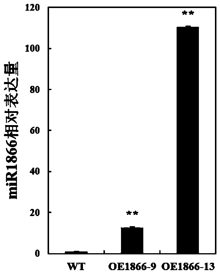 MiR1866 gene for controlling rice seed germination, overexpression vector and preparation method thereof, gRNA expression vector, and application thereof