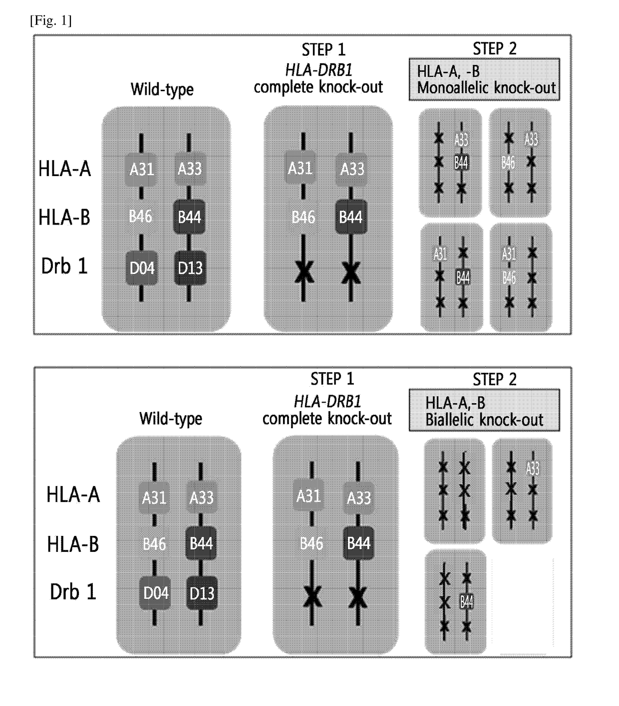 Immune-compatible cells created by nuclease-mediated editing of genes encoding HLA