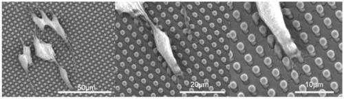 Anisotropic micro-trend structure material, preparation method thereof and application of material