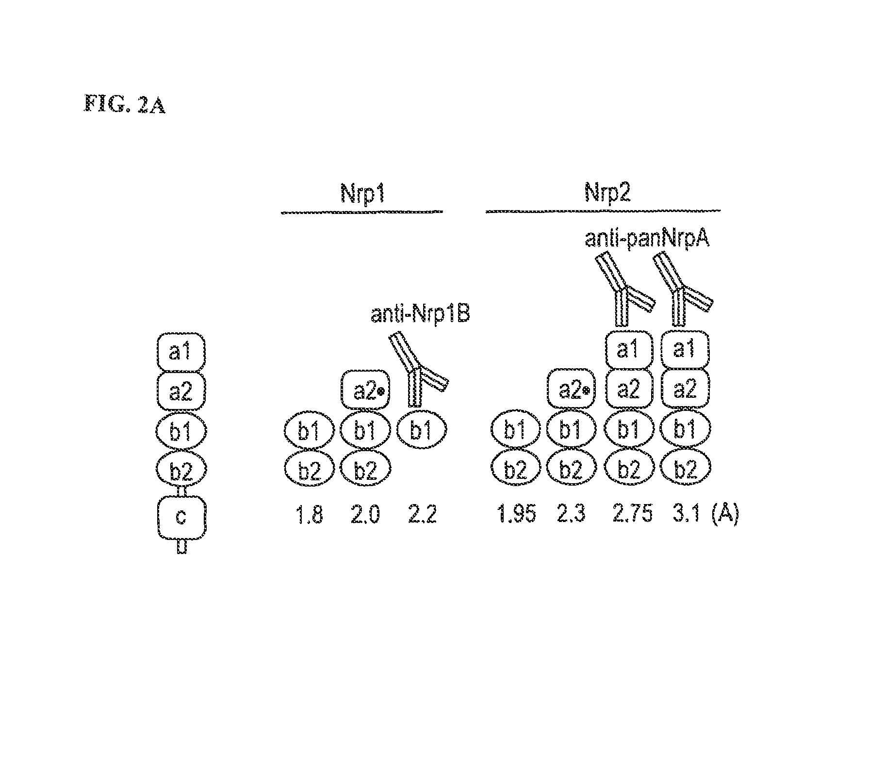 Anti-pan neuropilin antibody and binding fragments thereof