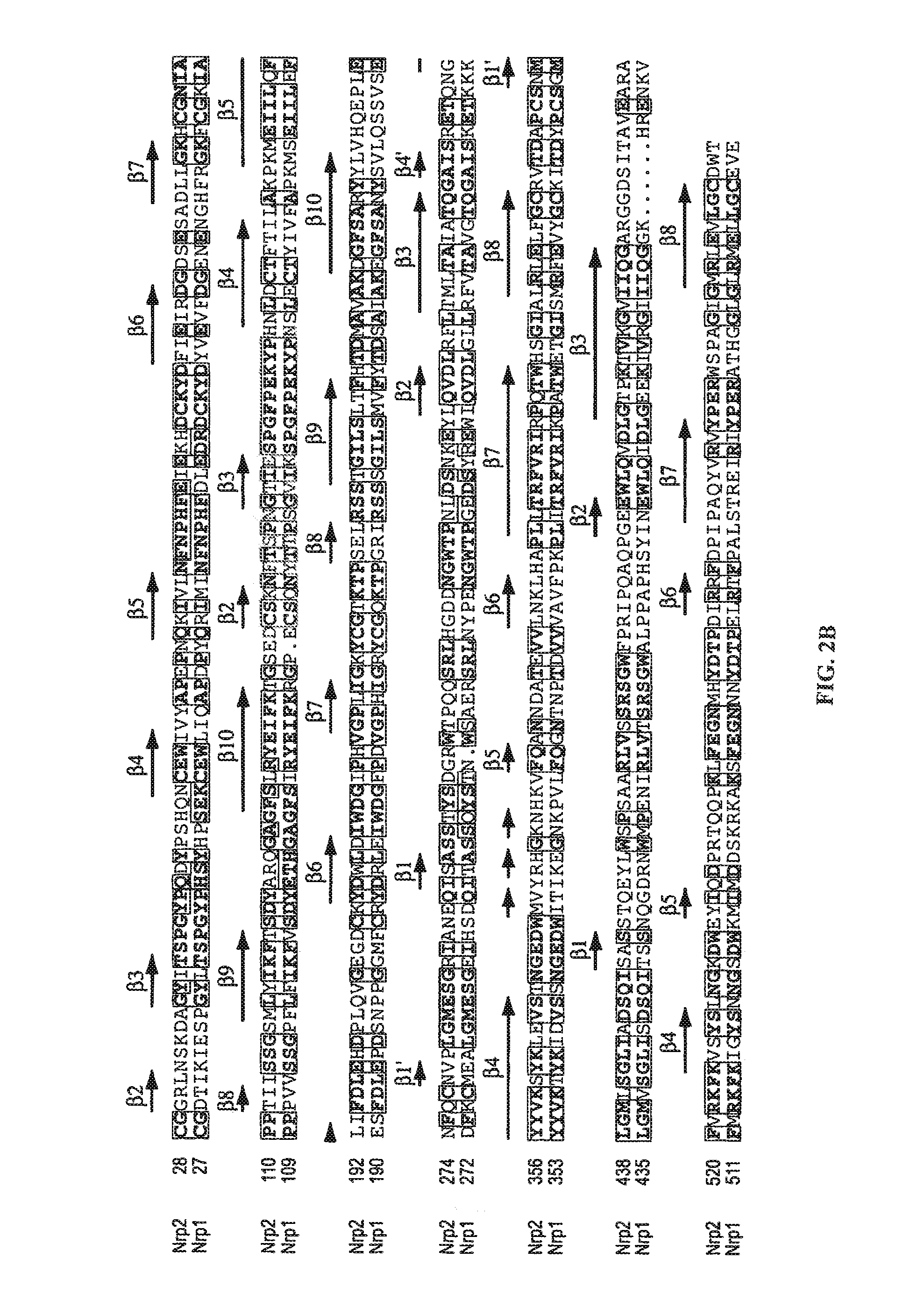 Anti-pan neuropilin antibody and binding fragments thereof