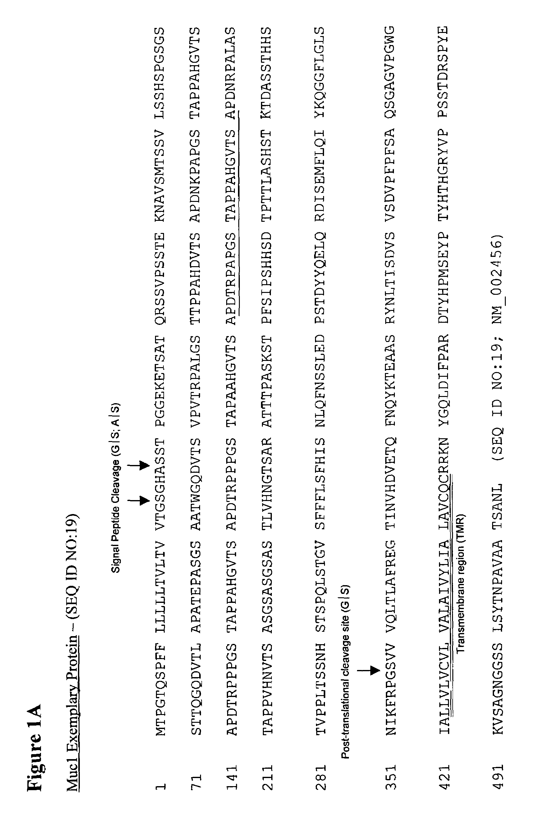 Antibodies to non-shed Muc1 and Muc16, and uses thereof