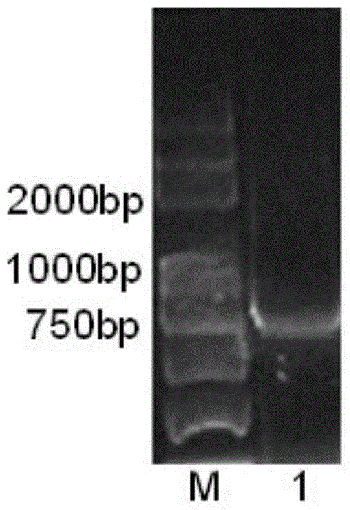 A (-) γ-lactamase with the activity of splitting racemate γ-lactam and its encoding gene and application