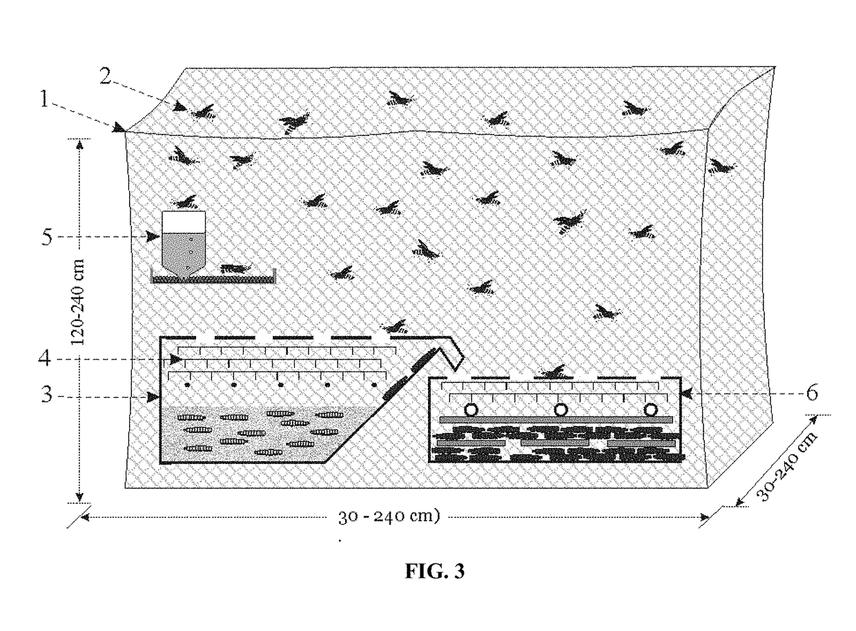 System and method for propagating dipteran larvae