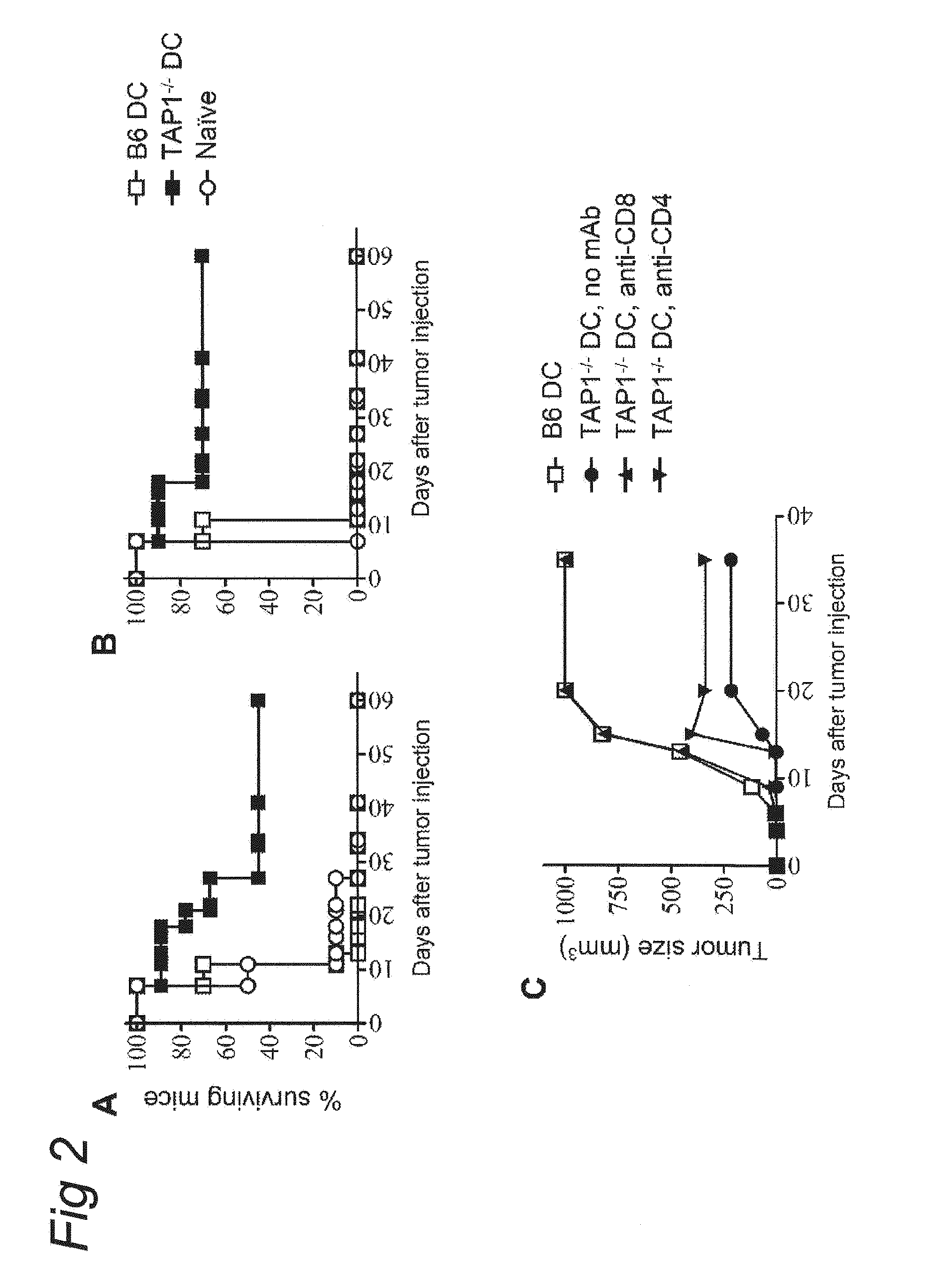 Use of a varicellovirus tap-inhibitor for the induction of tumor-or virus-specific immunity against teipp
