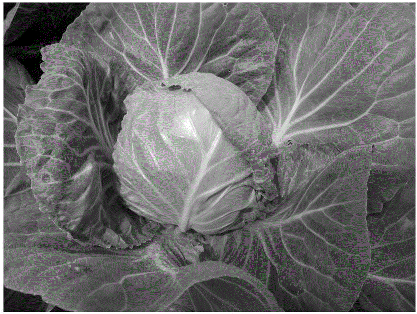 Method of utilizing cabbage CMS and DH lines to selectively breed early-ripening new variety