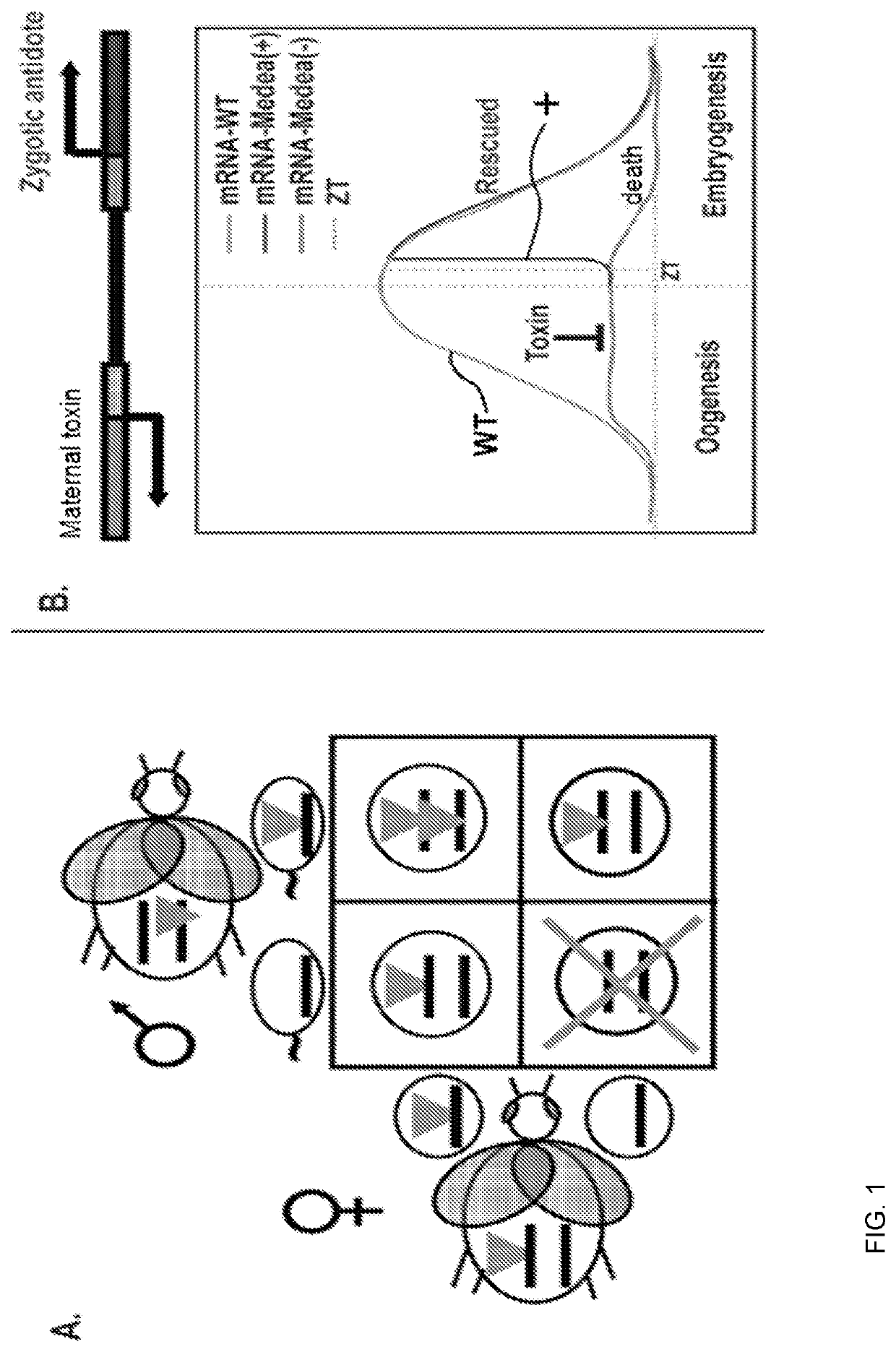 Use of medea elements for biocontrol of d. suzukii populations