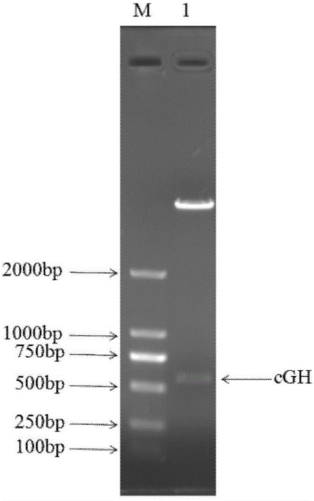 Expression and purification method of chicken growth hormone recombinant protein in Pichia pastoris