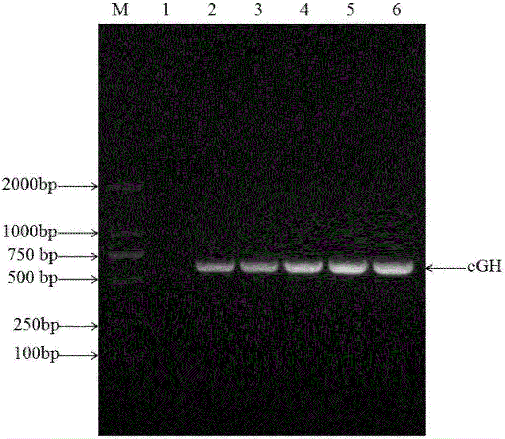 Expression and purification method of chicken growth hormone recombinant protein in Pichia pastoris