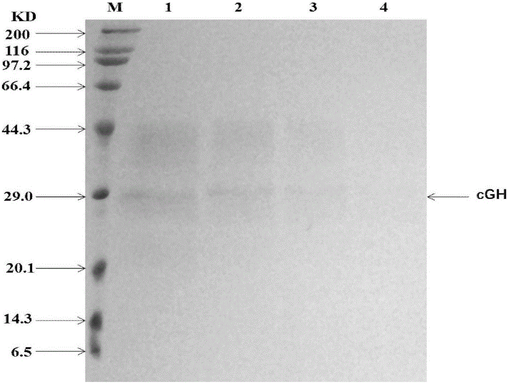 Expression and purification method of chicken growth hormone recombinant protein in Pichia pastoris