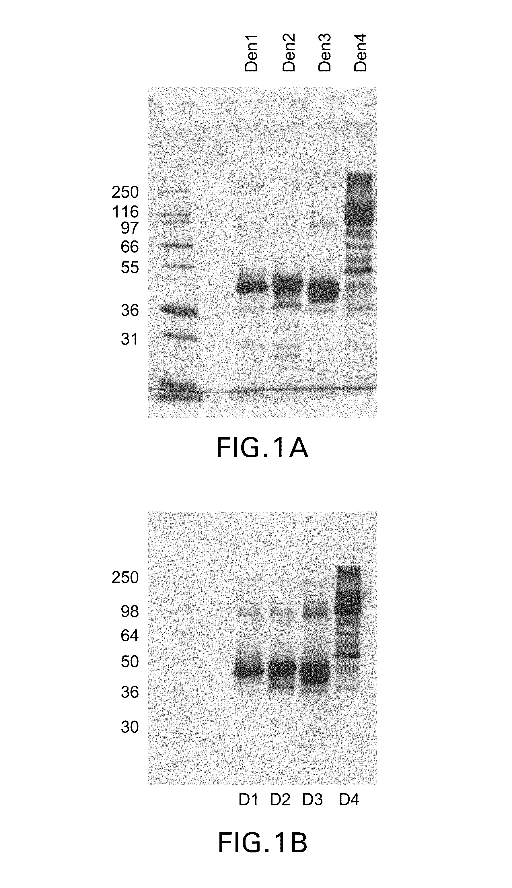 Recombinant subunit dengue virus vaccine