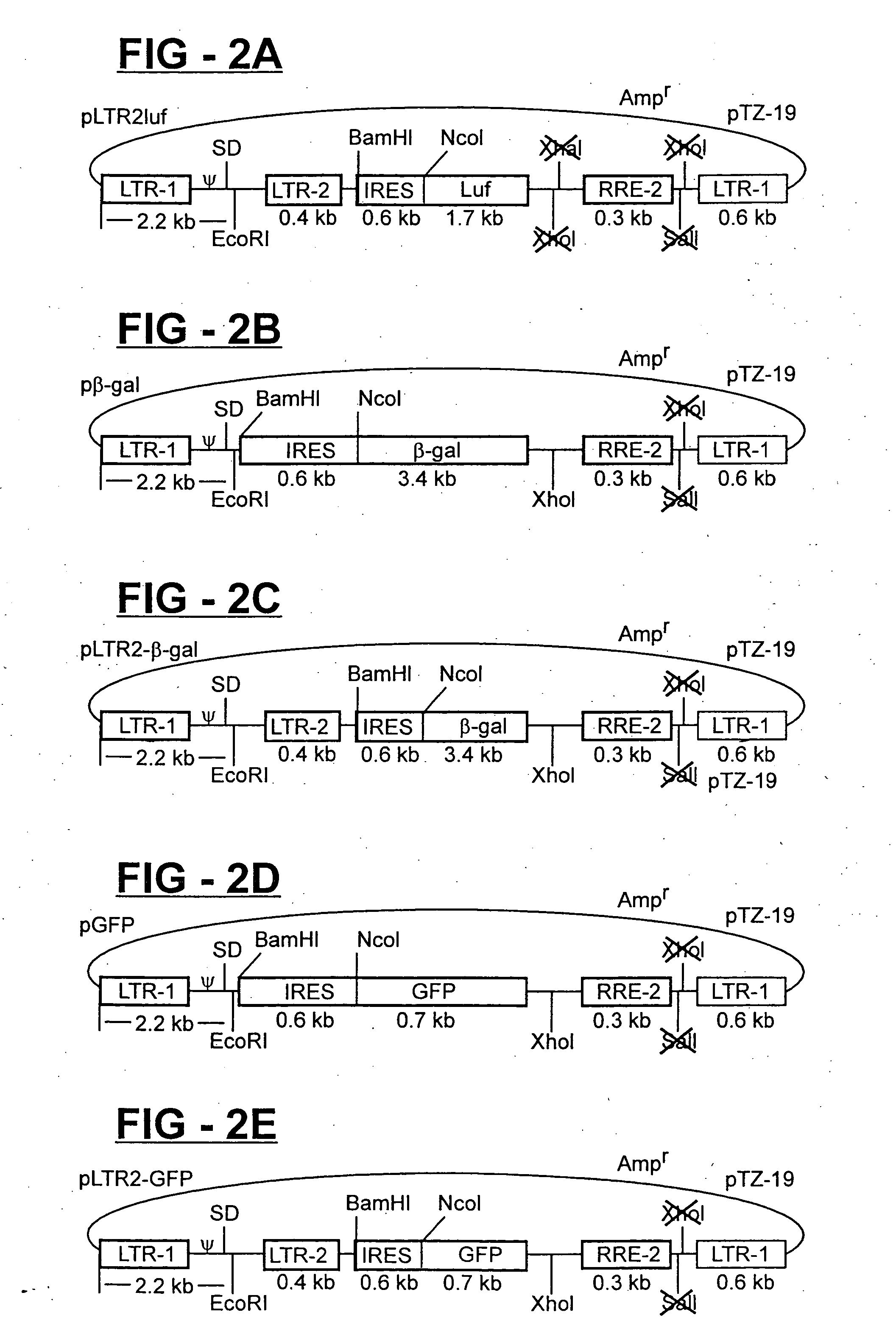 Cell-based method and assay for measuring the infectivity and drug sensitivity of immunodeficiency virus