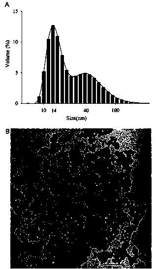 Transgenic algae strain with high yield of nano polyphosphate body and preparation method thereof