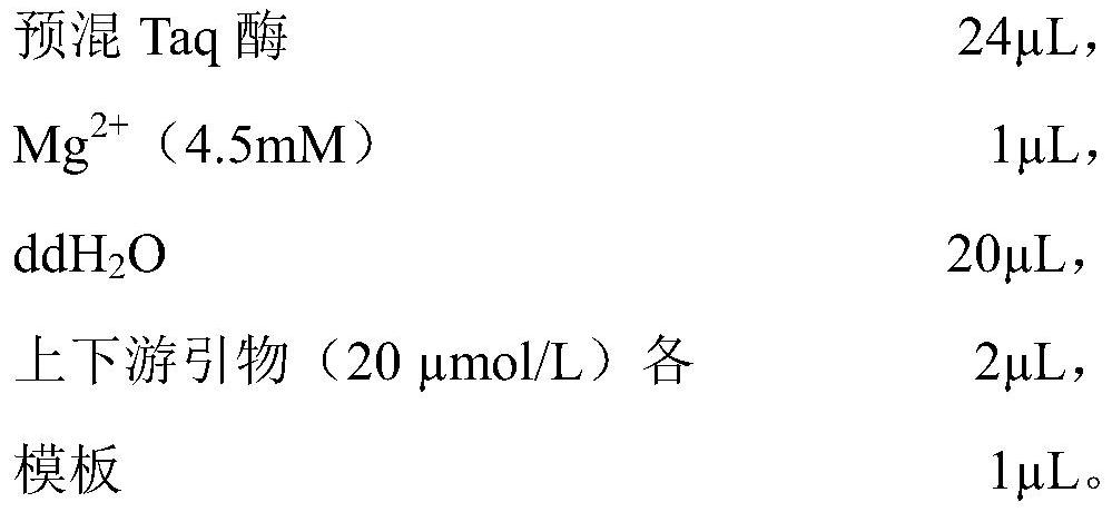 Design method and detection method of specific primers for resistance gene of rifampicin antibiotic resistance caused by SNP