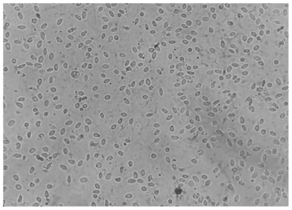 A method for efficiently isolating and culturing primary hepatocytes of Puffer puffer obscura