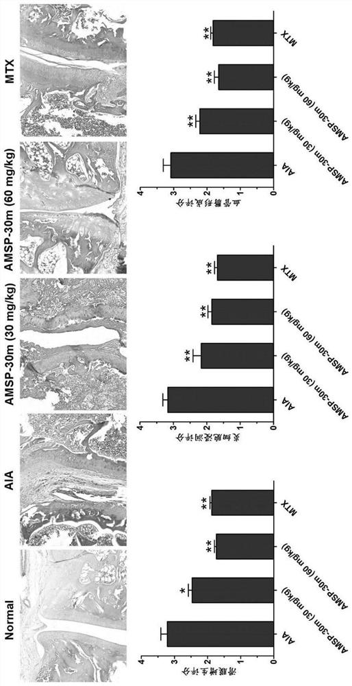 Application of pyridine carboxamide derivative AMSP-30m in preparation of medicine for preventing and treating rheumatoid arthritis