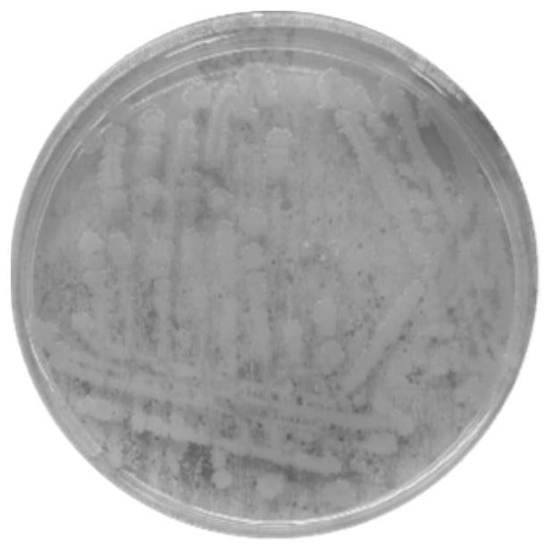 Bacillus subtilis with capability of efficiently degrading gossypol and application thereof