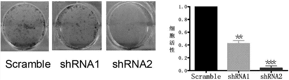 Long-chain non-coding RNA sequence for early diagnosis of human lung adenocarcinoma, preparation and application