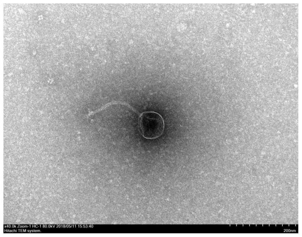 Novel Vibrio cholerae Phage and Its Application