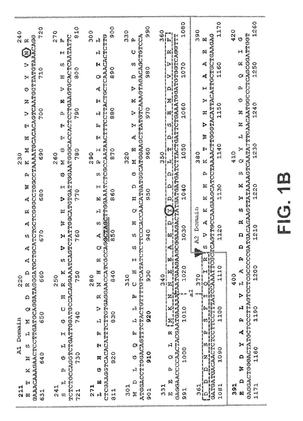 Recombinant factor VIII proteins