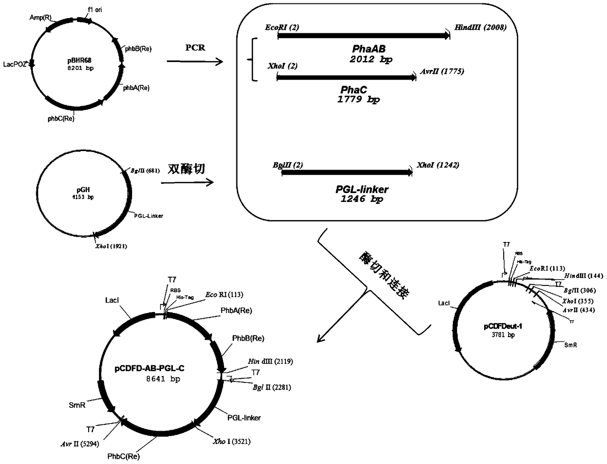 An engineering bacterium for producing immobilized alkaline pectinase nanospheres and its construction method and application