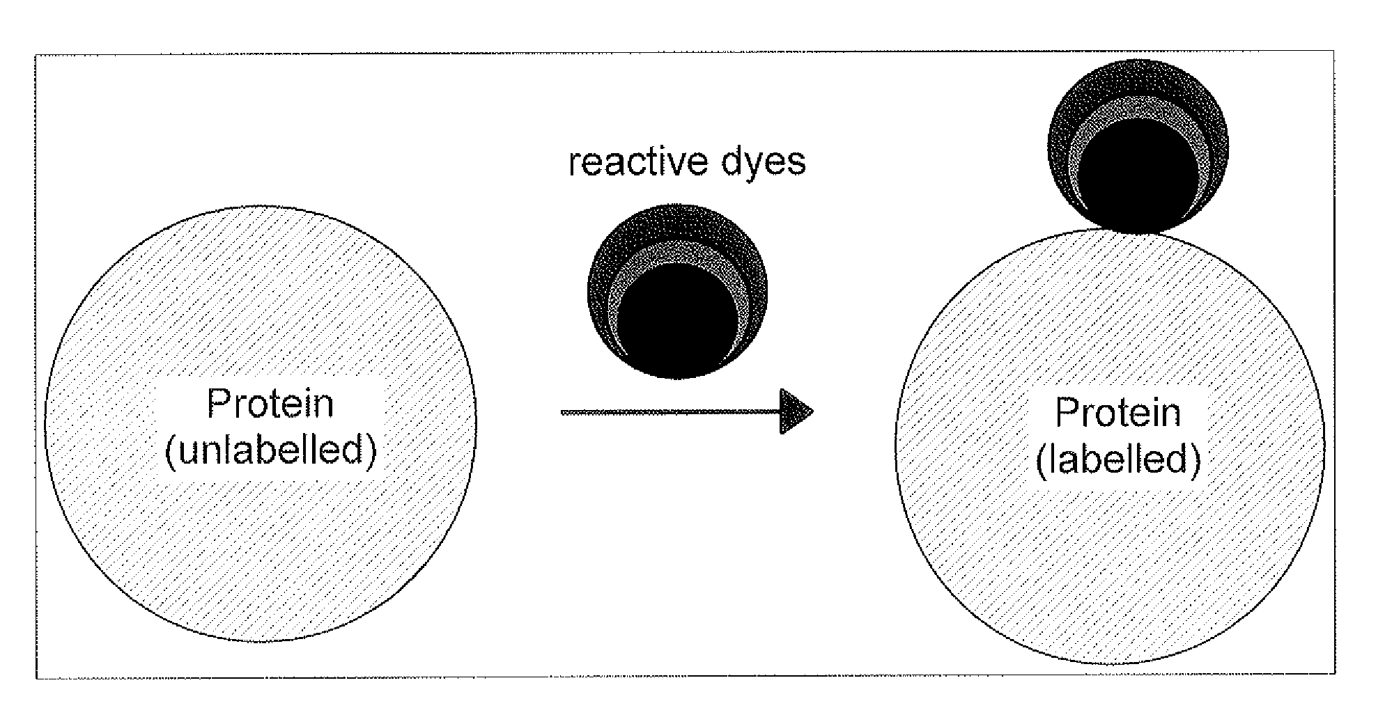 Qualitative and/or quantitative determination of a proteinaceous molecule in a plurality of samples