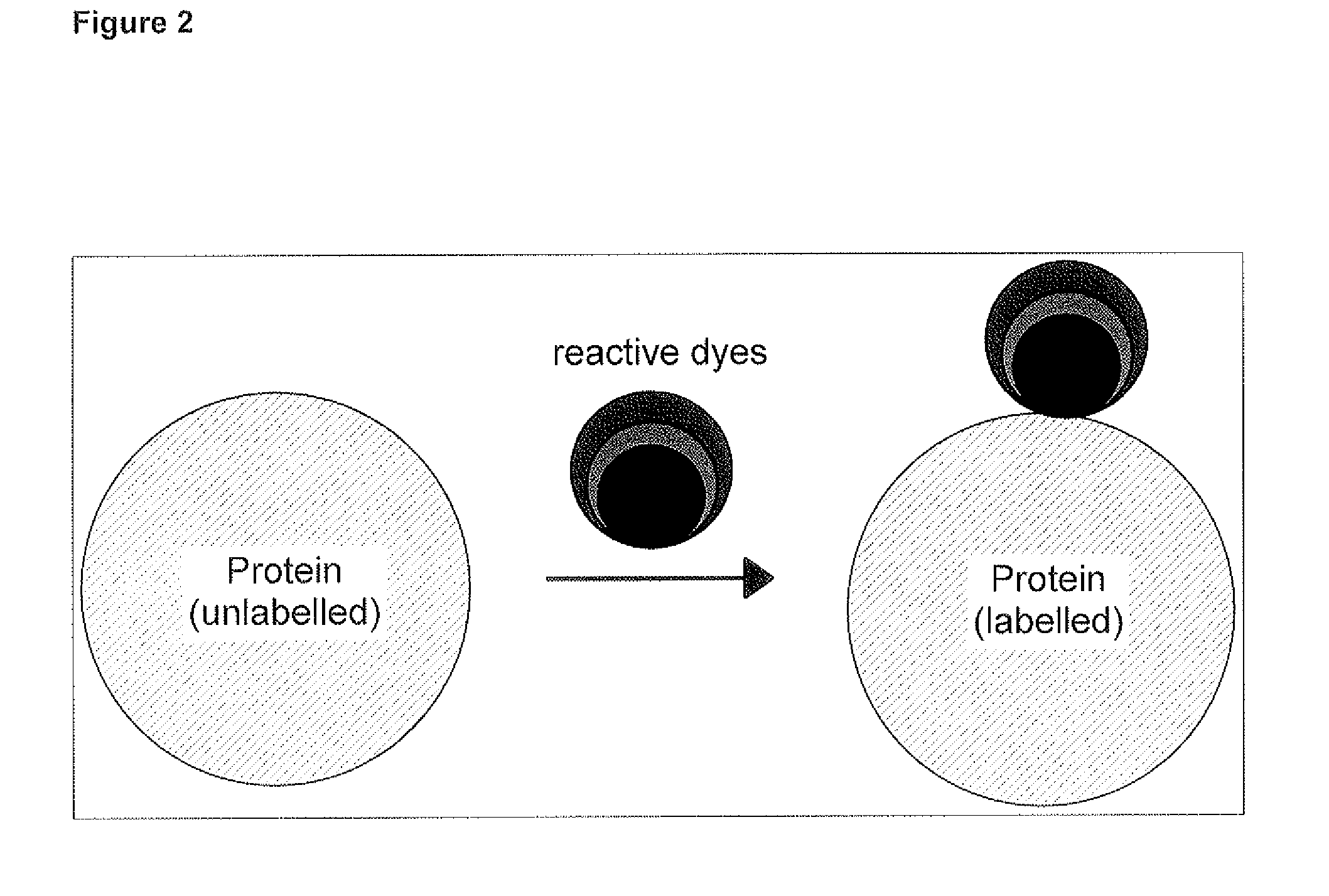 Qualitative and/or quantitative determination of a proteinaceous molecule in a plurality of samples