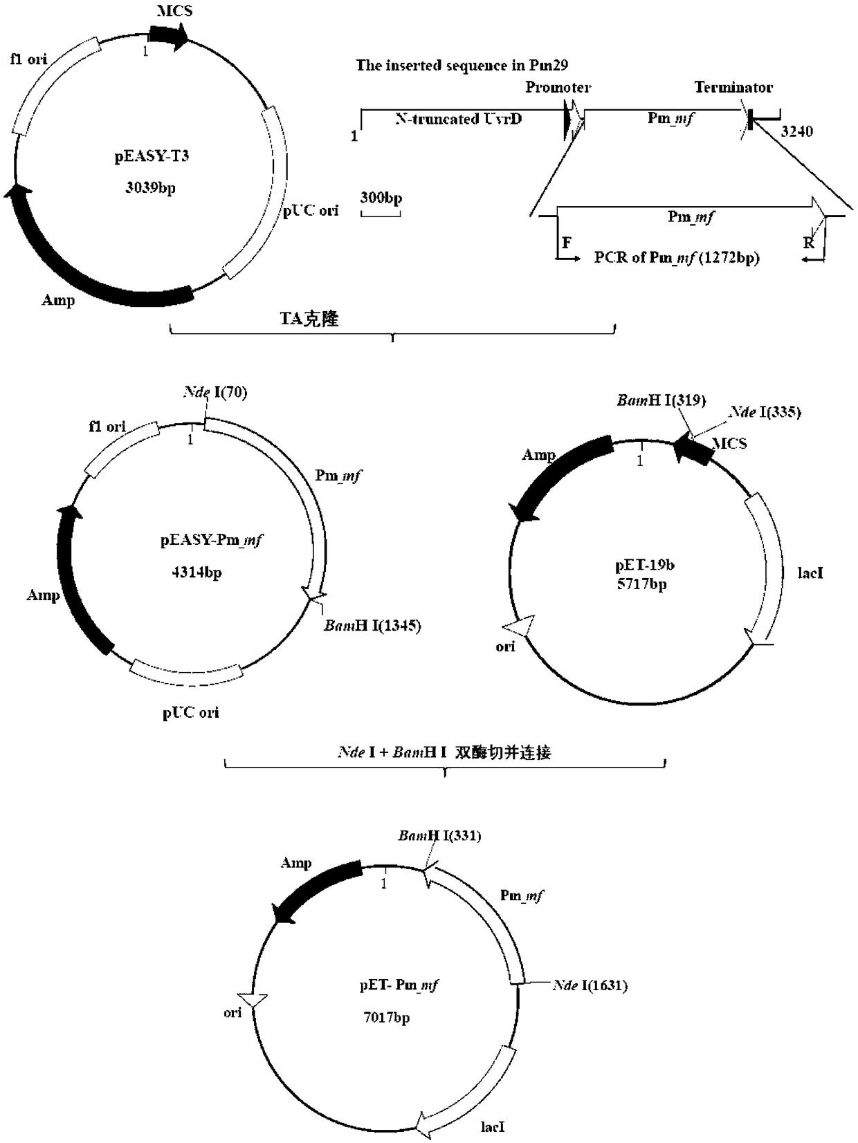 Identification method and application of coding protein Pm_MF