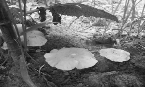 A kind of fragrant mushroom and its separation and multiplication method and soil-covering cultivation method