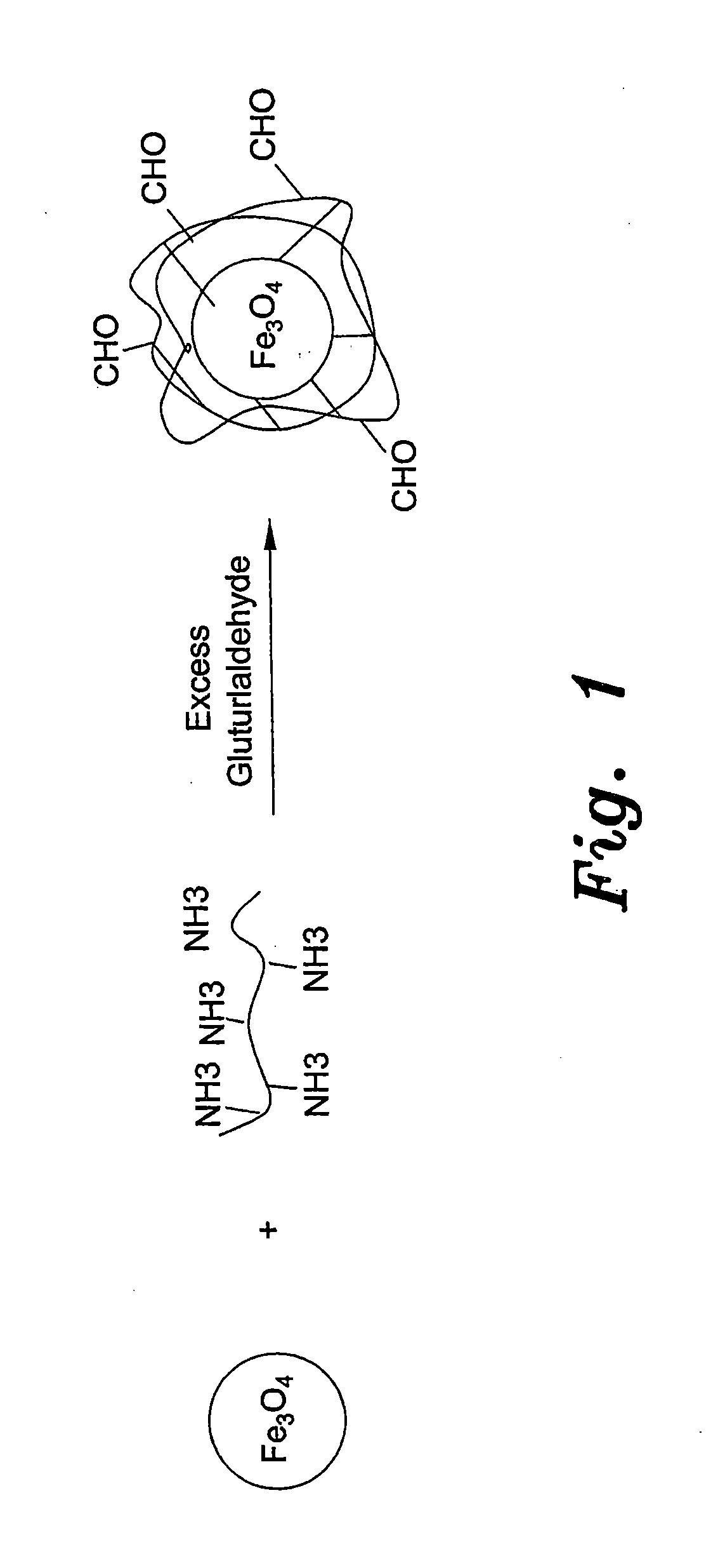 Method for preparing chitosan-coated magnetic nanoparticles for protein immobilization