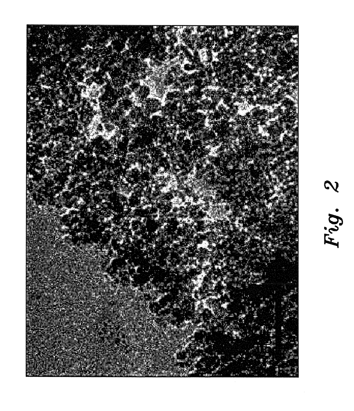 Method for preparing chitosan-coated magnetic nanoparticles for protein immobilization