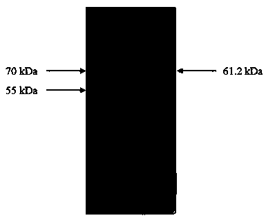 Recombinant protein of Mycoplasma pneumonia and porcine circovirus type 2 and bivalent vaccine prepared therewith