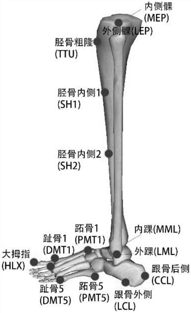 Gait feature extraction and generation method and system for ankle ligament injury