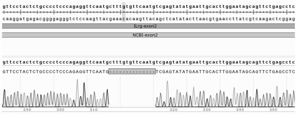 Construction method of animal model of il2rg gene knockout and its short peptide