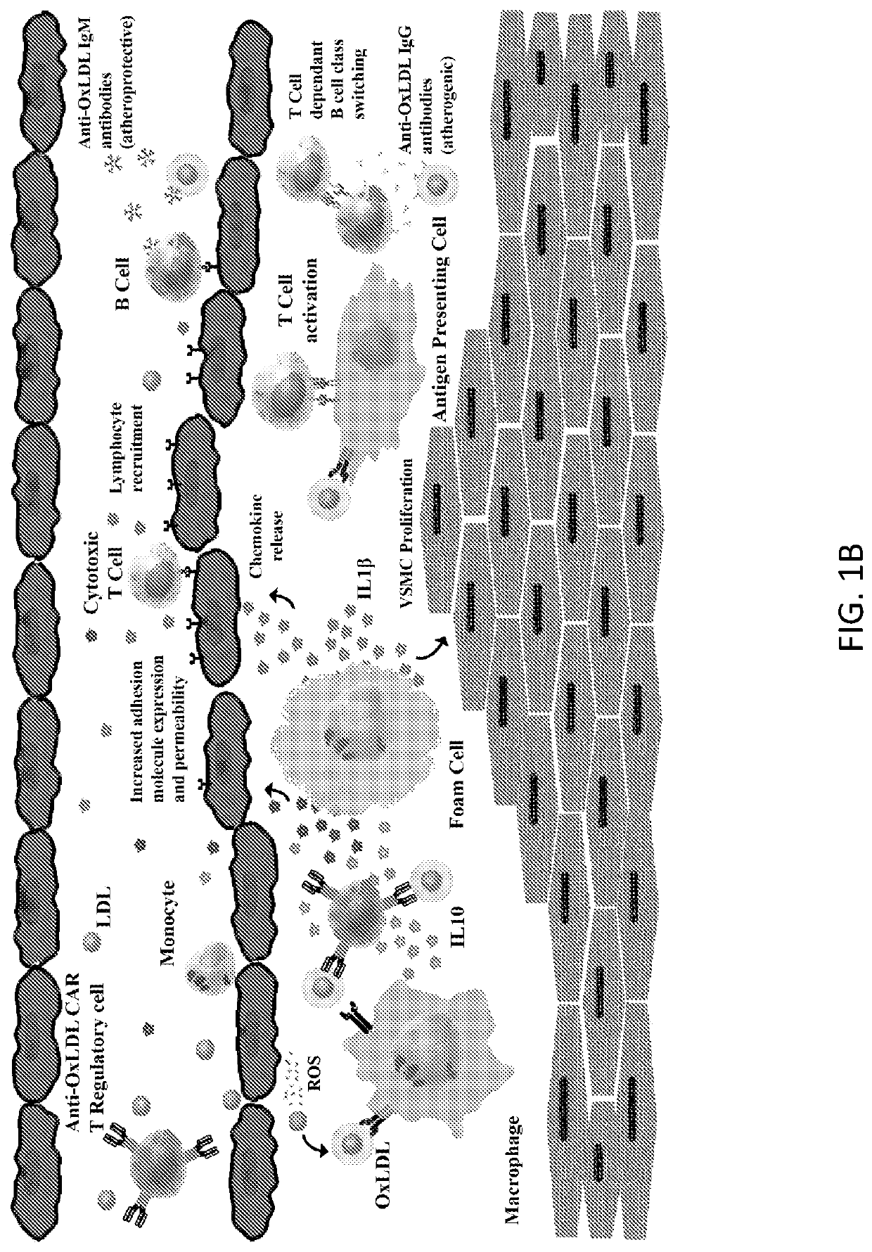 Chimeric Antigen Receptor T Regulatory Cells for the Treatment of Atherosclerosis